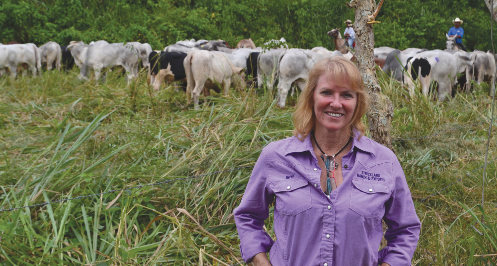 Cattle Shipment to Ecuador Reopens Important Market Strickland Exports